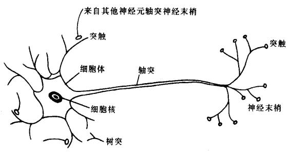 生物神经元